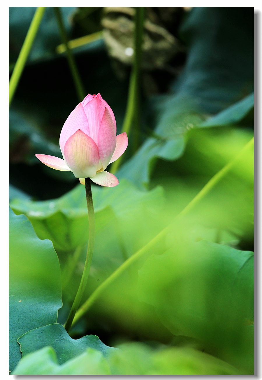 出水芙蓉