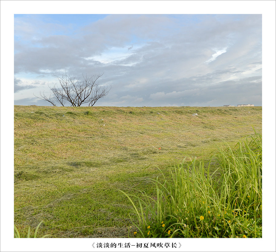 淡淡的生活初夏风吹草长