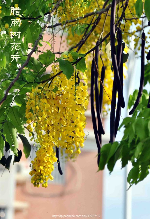 腊肠树花开