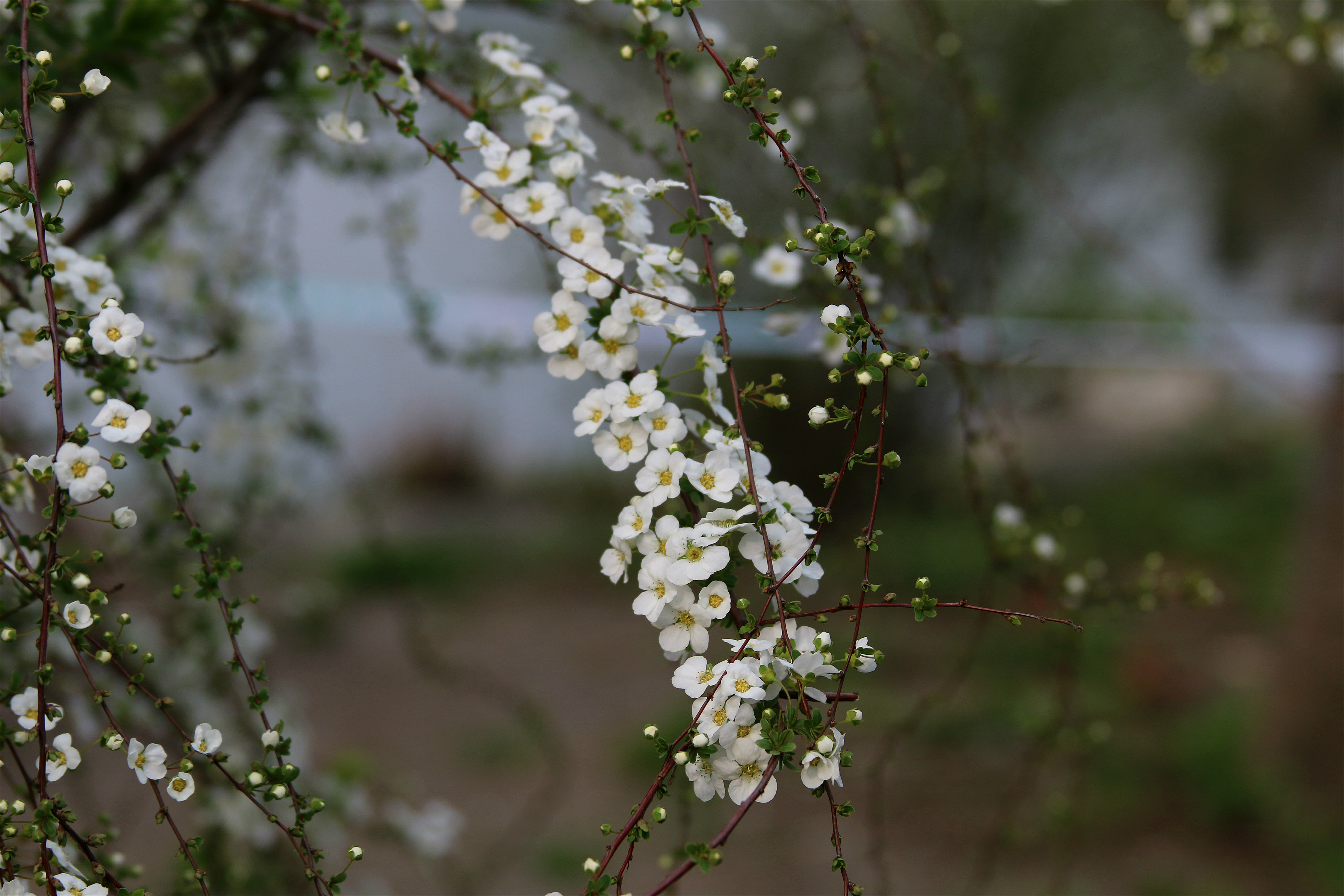 小白花