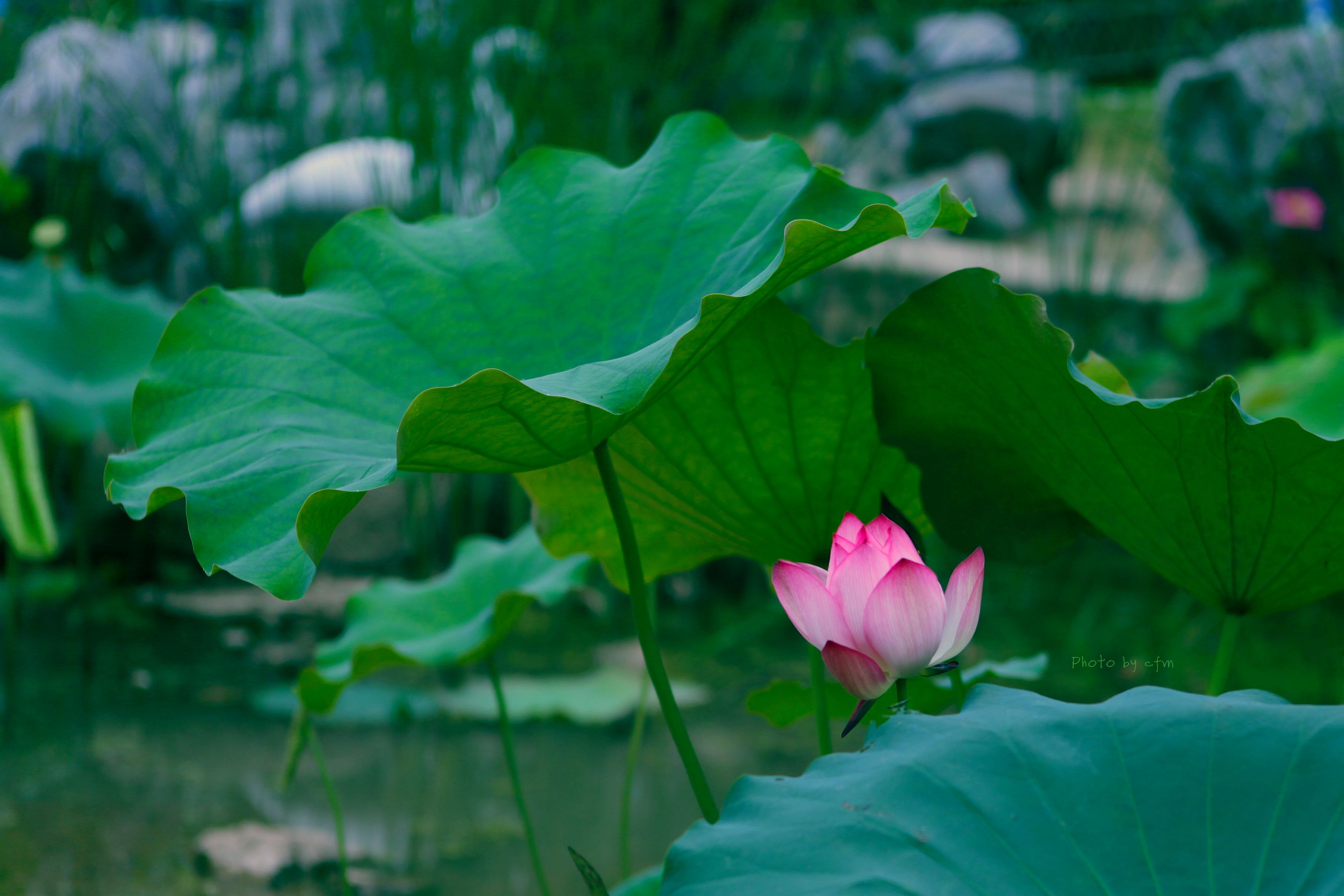 绣球花 在初夏 日本 - Pixabay上的免费照片 - Pixabay