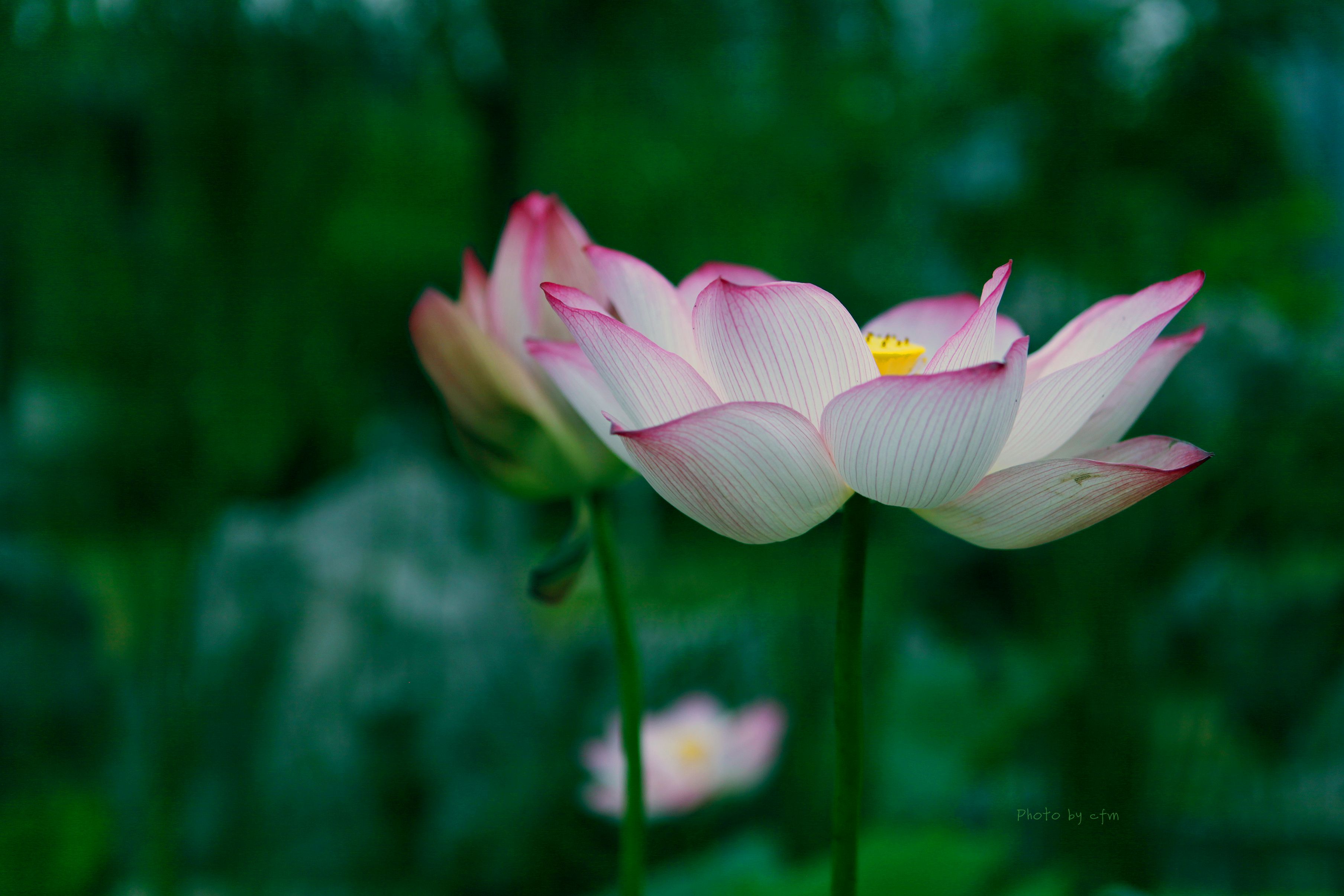 初夏の花 by @aqua （ID：8820911） - 写真共有サイト:PHOTOHITO