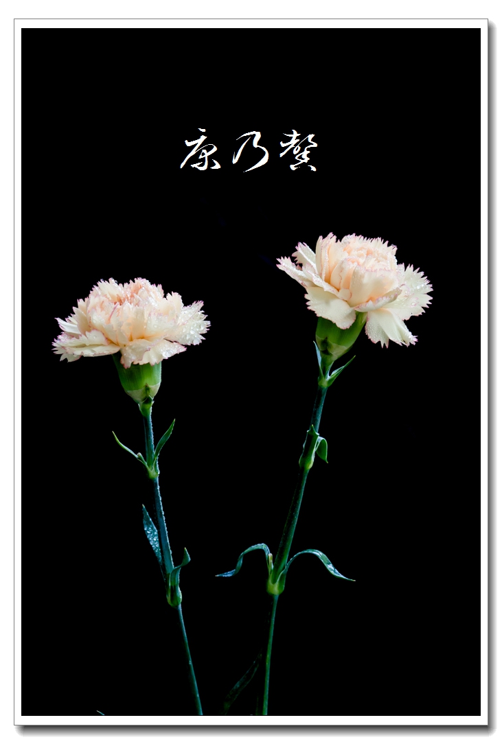 花语--康乃馨