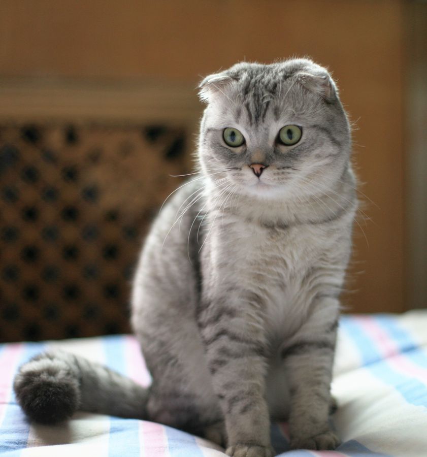 小懒猫--1