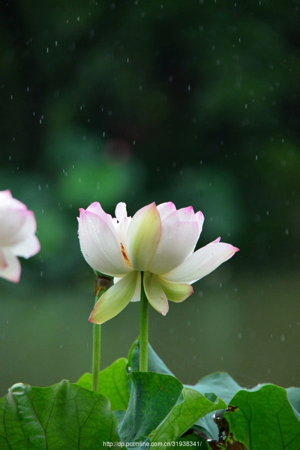 雨荷