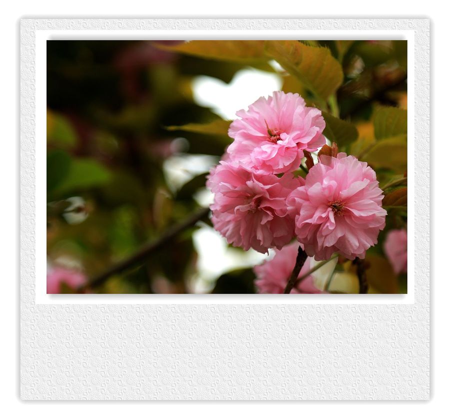 四月拍樱花