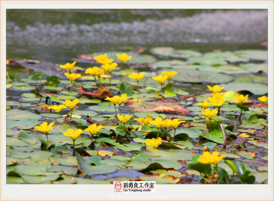 刘勇良摄影作品:诗经里的植物-荇菜