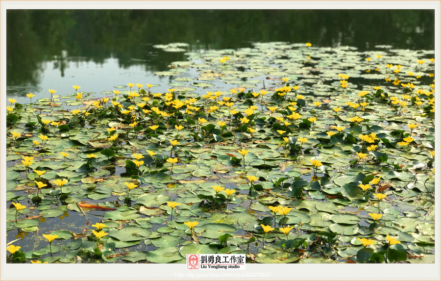 刘勇良摄影作品:诗经里的植物-荇菜