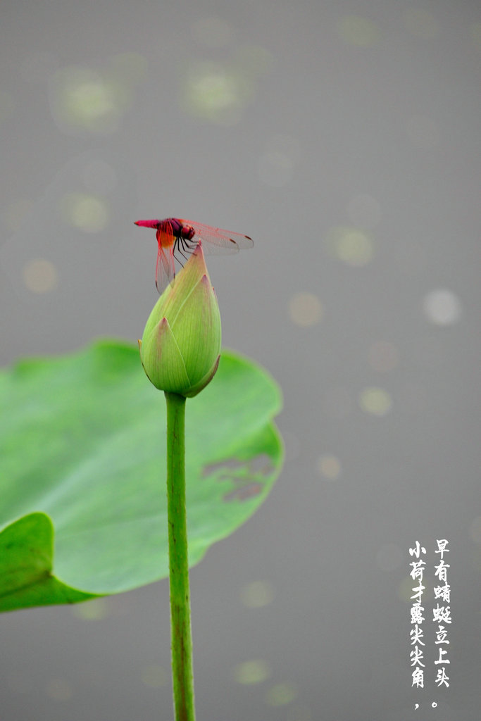 【蜻蜓立在荷花上,受用香风不肯飞摄影图片】生态摄影