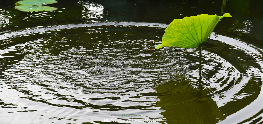 水 中 荷 花