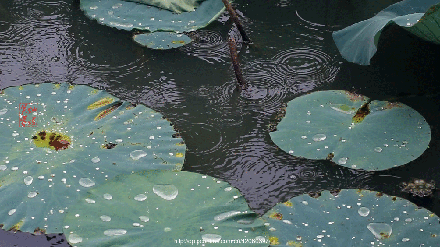 【荷风细雨】