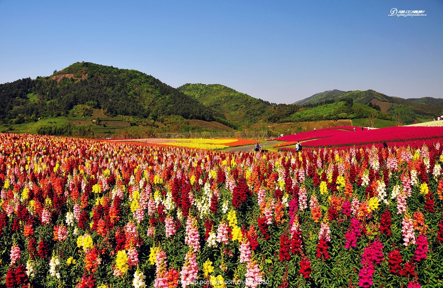 径山花海.花千里