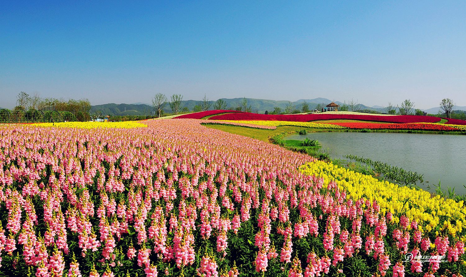 径山花海.花千里