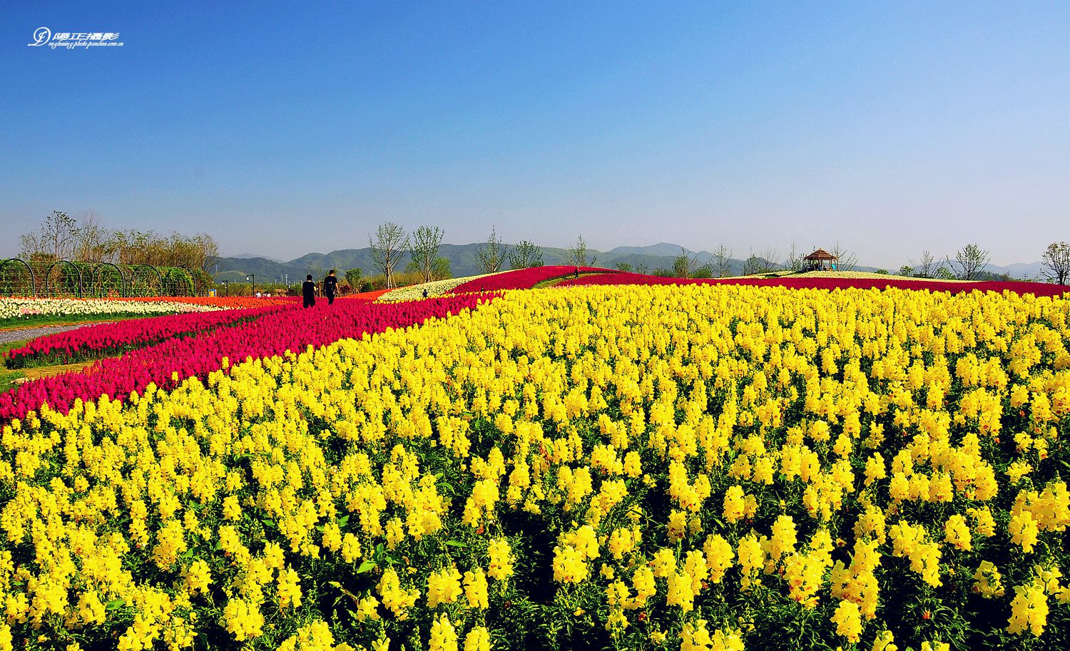 径山花海.花千里