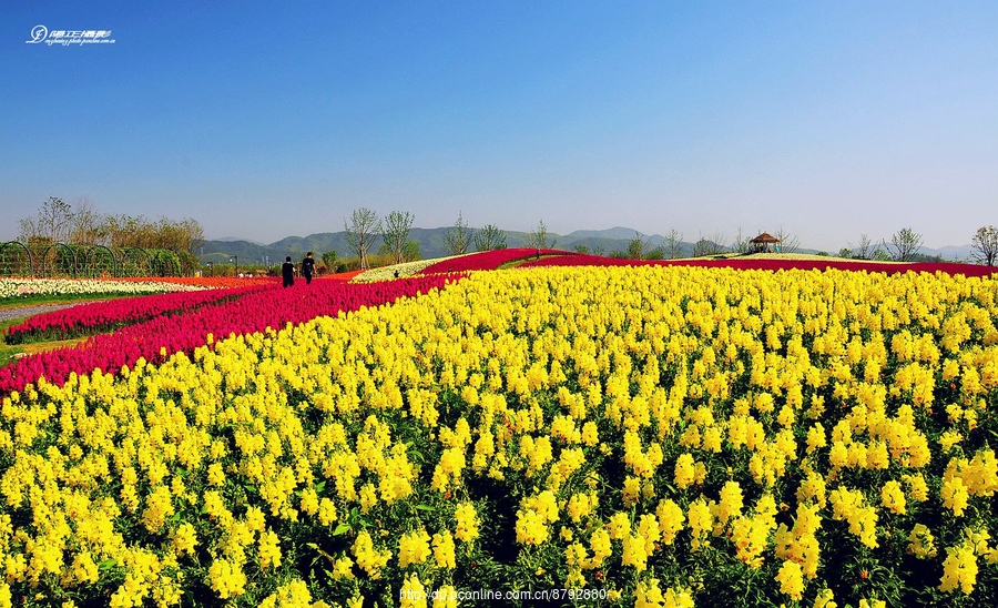 径山花海.花千里