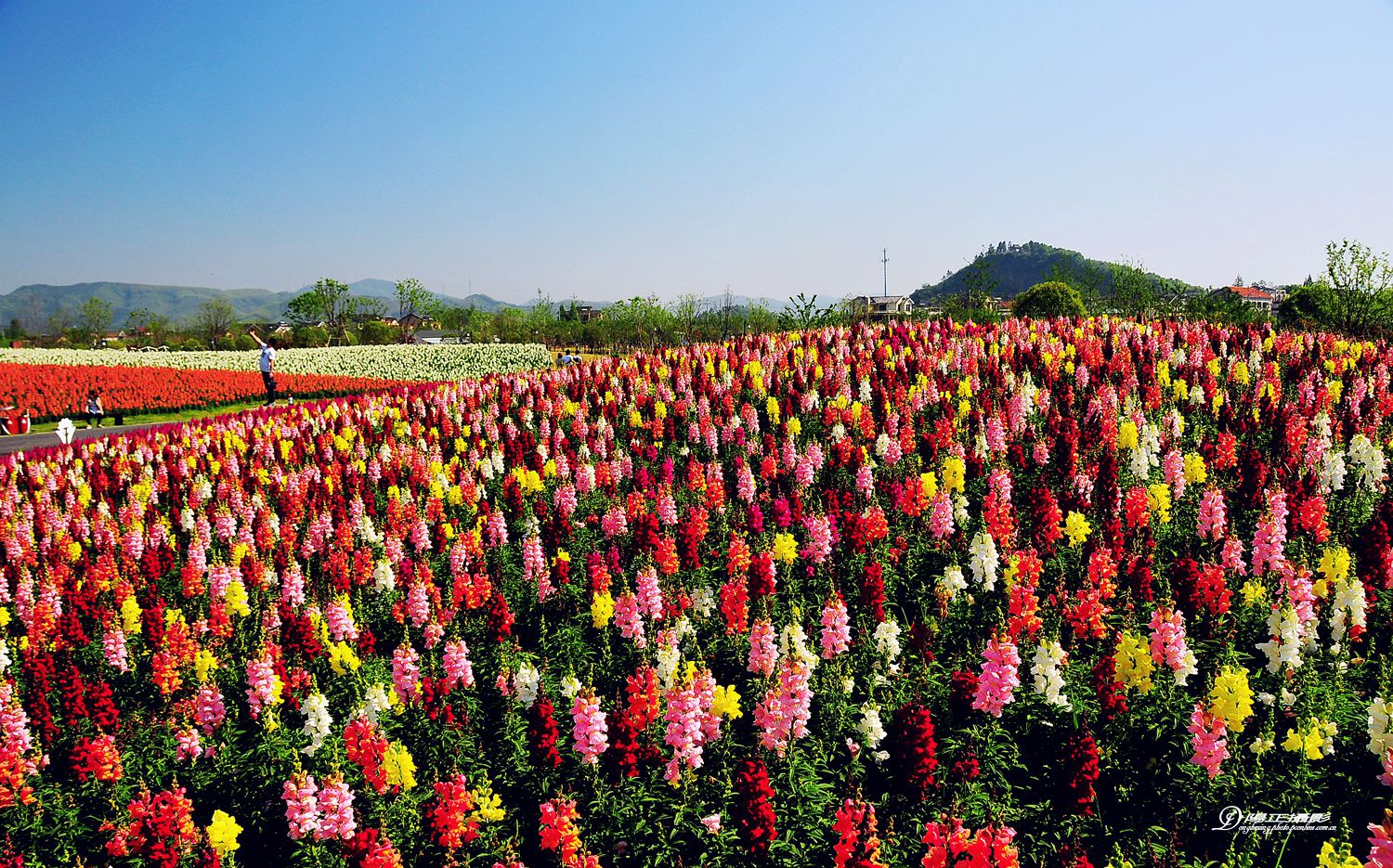 径山花海.花千里