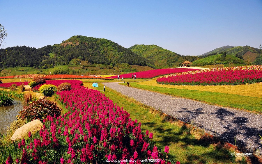 径山花海.花千里