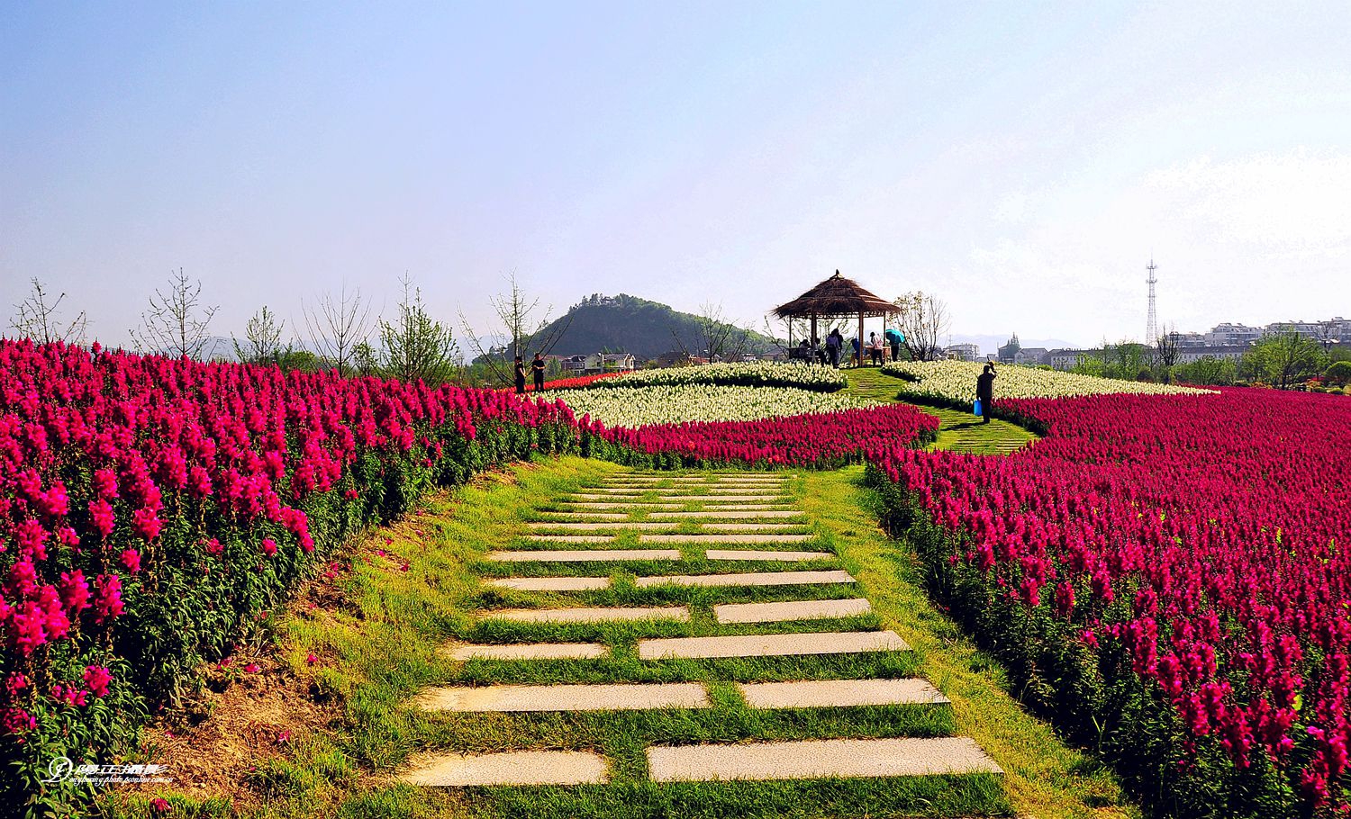 径山花海.花千里