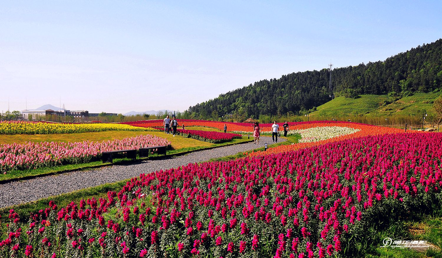 径山花海.花千里