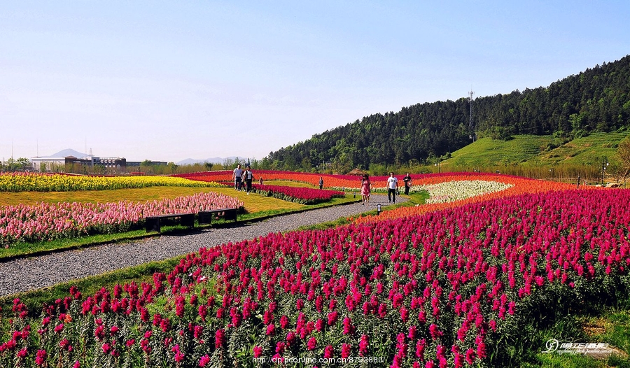 径山花海.花千里