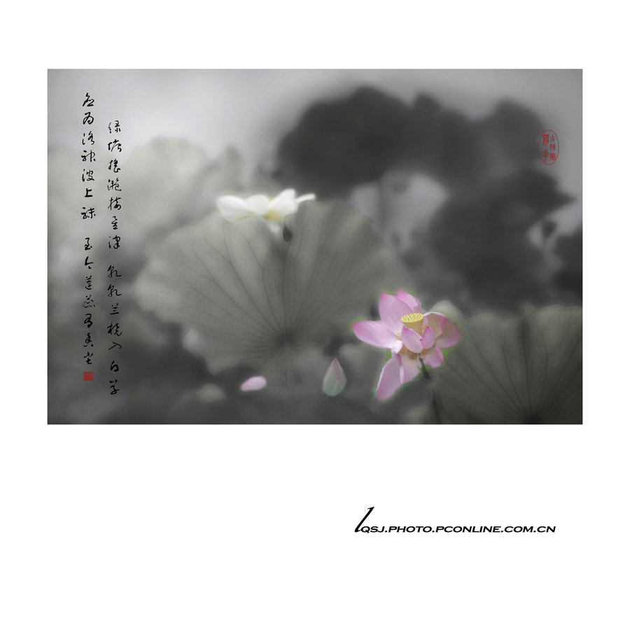 娇荷墨韵