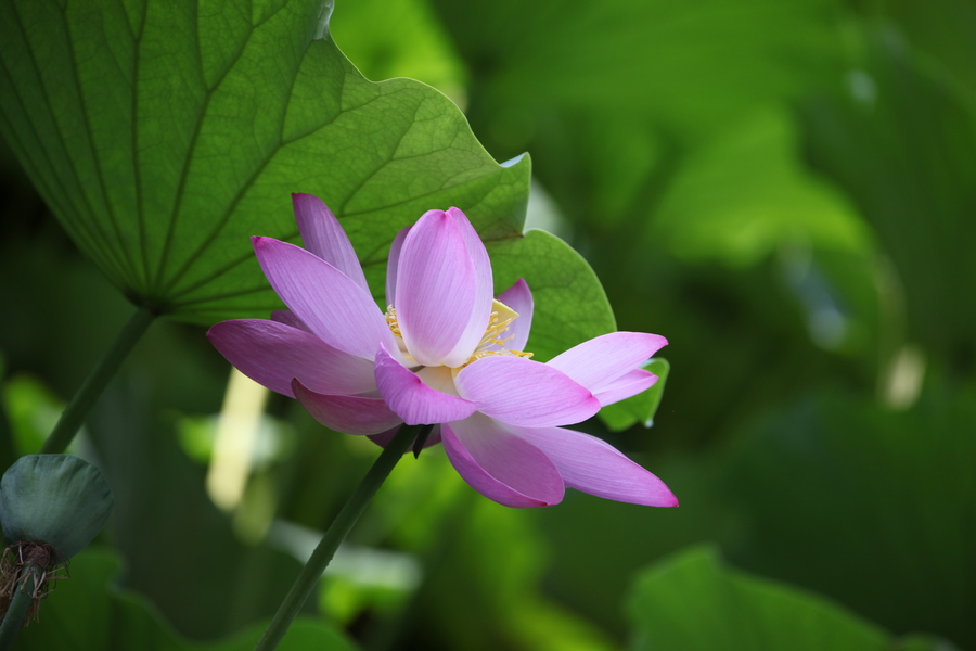 7月荷花