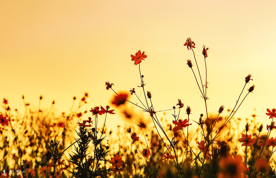 夕阳下的格桑花