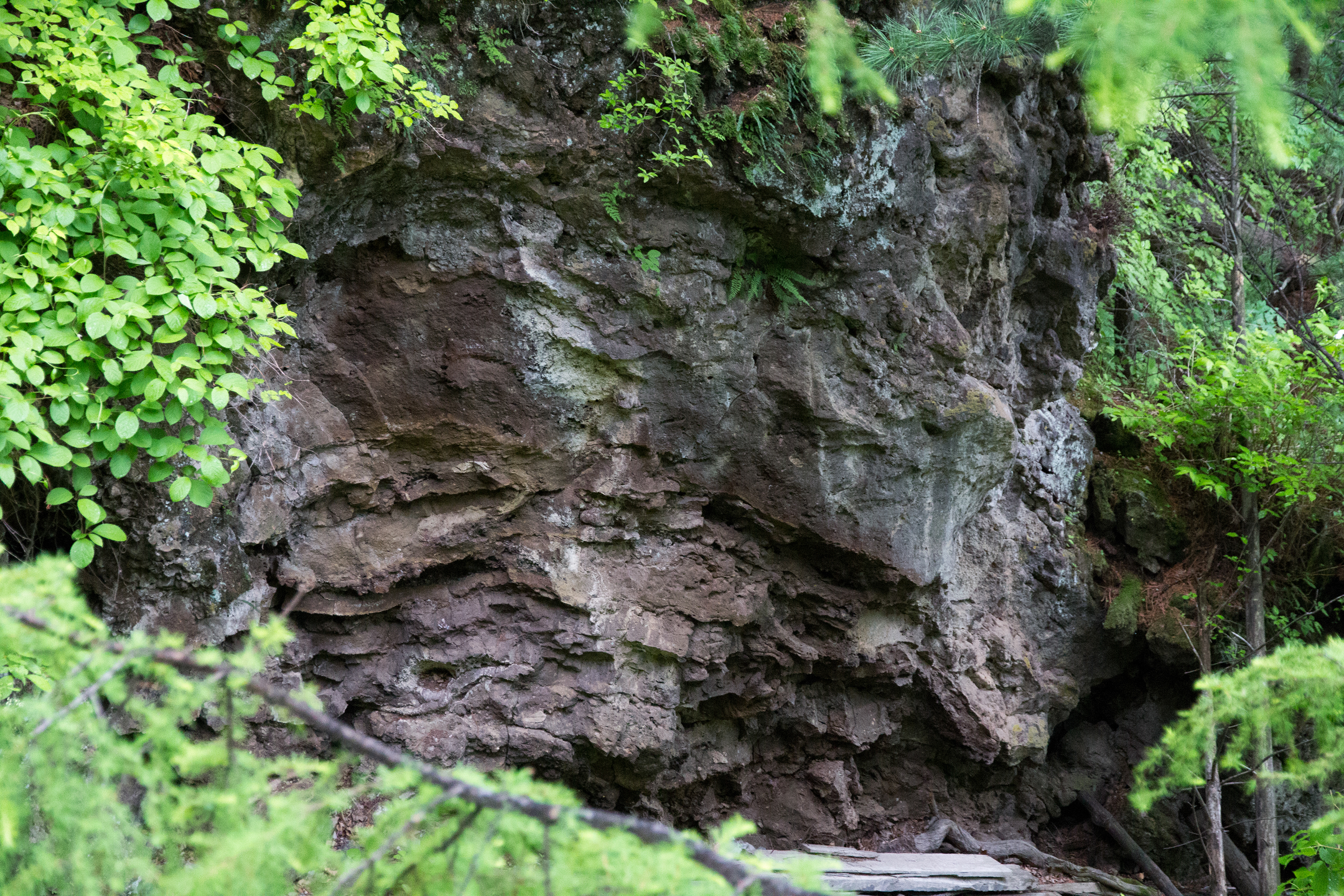 火山口地下森林