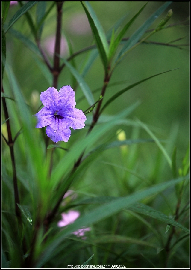 蓝花草