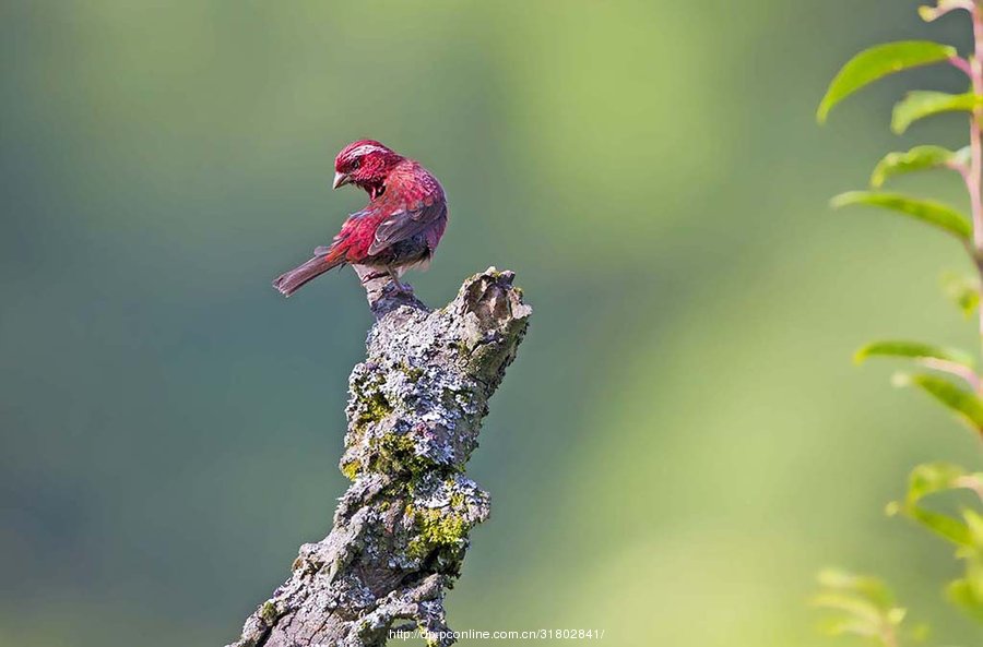 【重庆的鸟----------酒红朱雀摄影图片】生态摄影