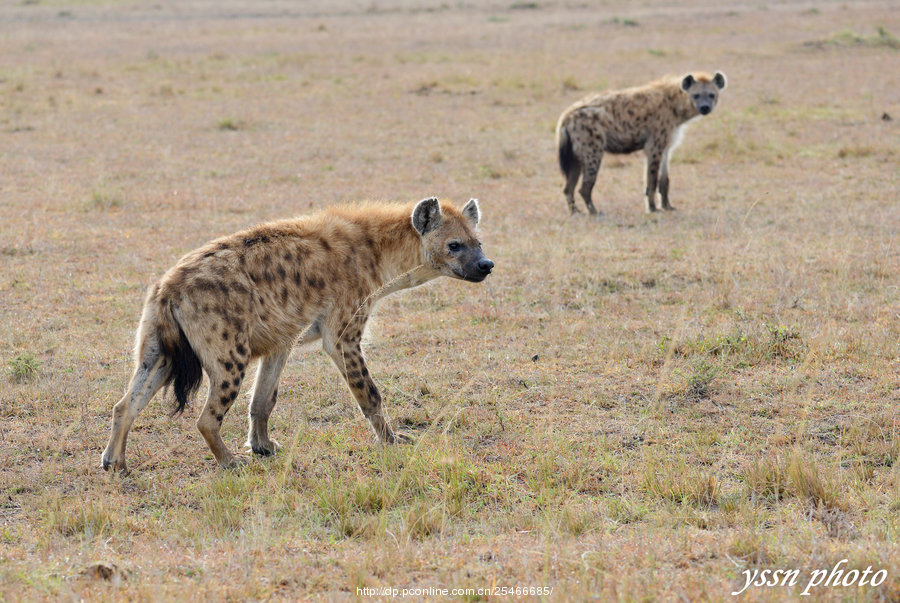 非洲斑鬣狗