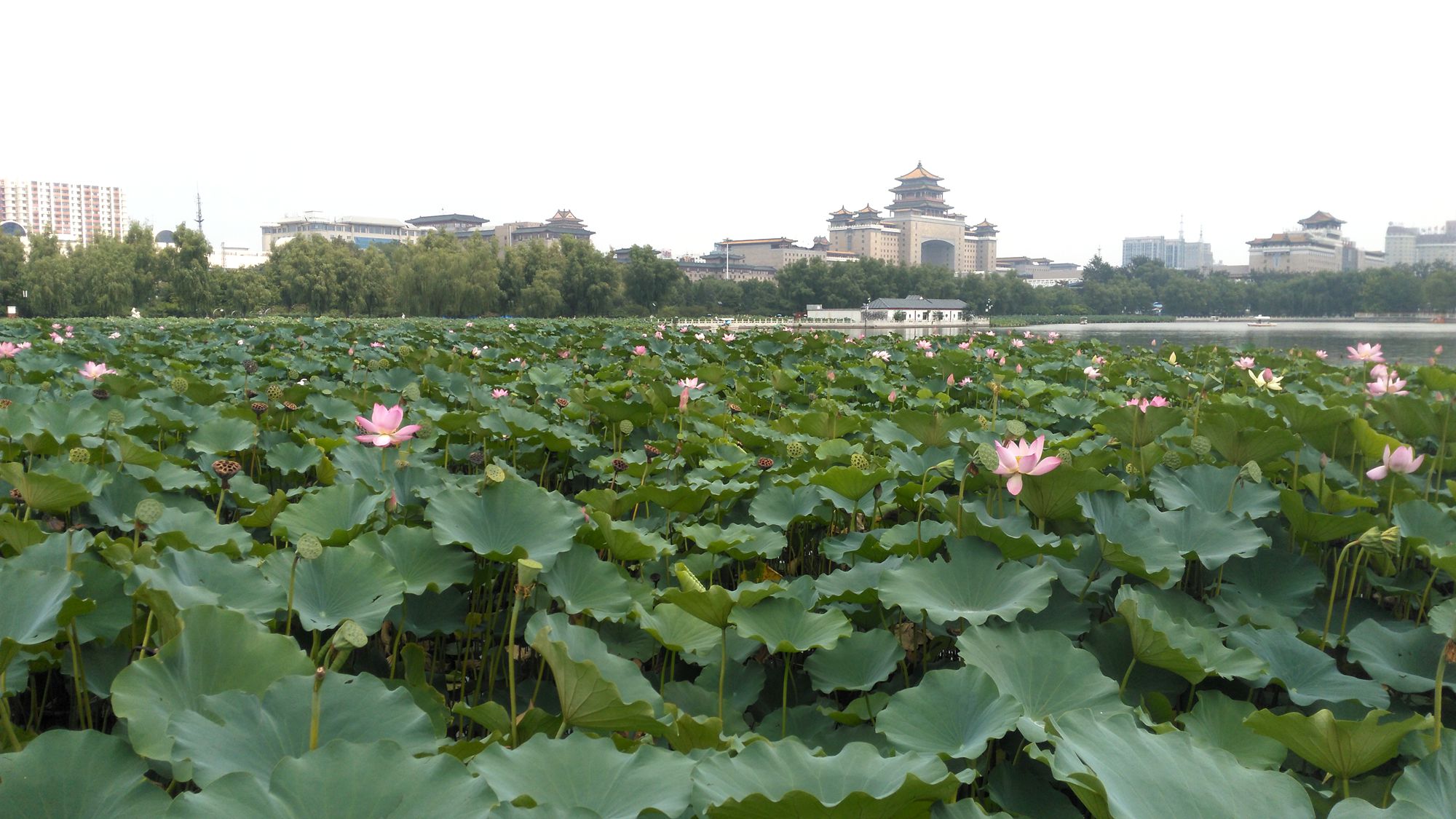 北京莲花池公园 太平洋电脑网