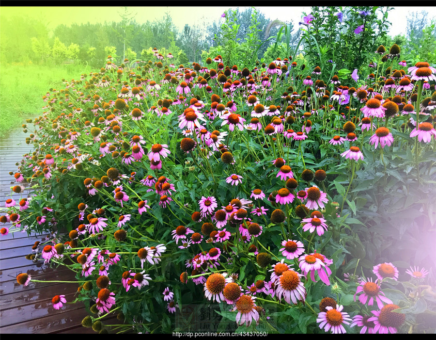 刘勇良手机摄影:粉色的花海-松果菊