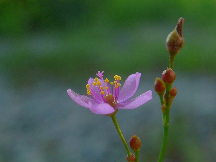 申时花(土人参)
