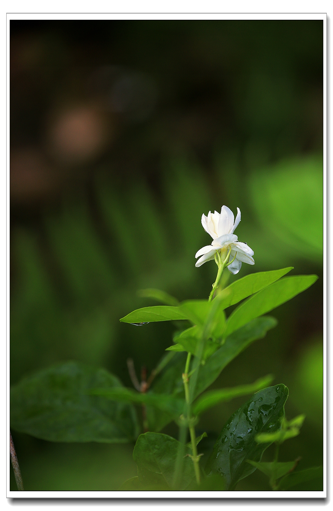 茉莉