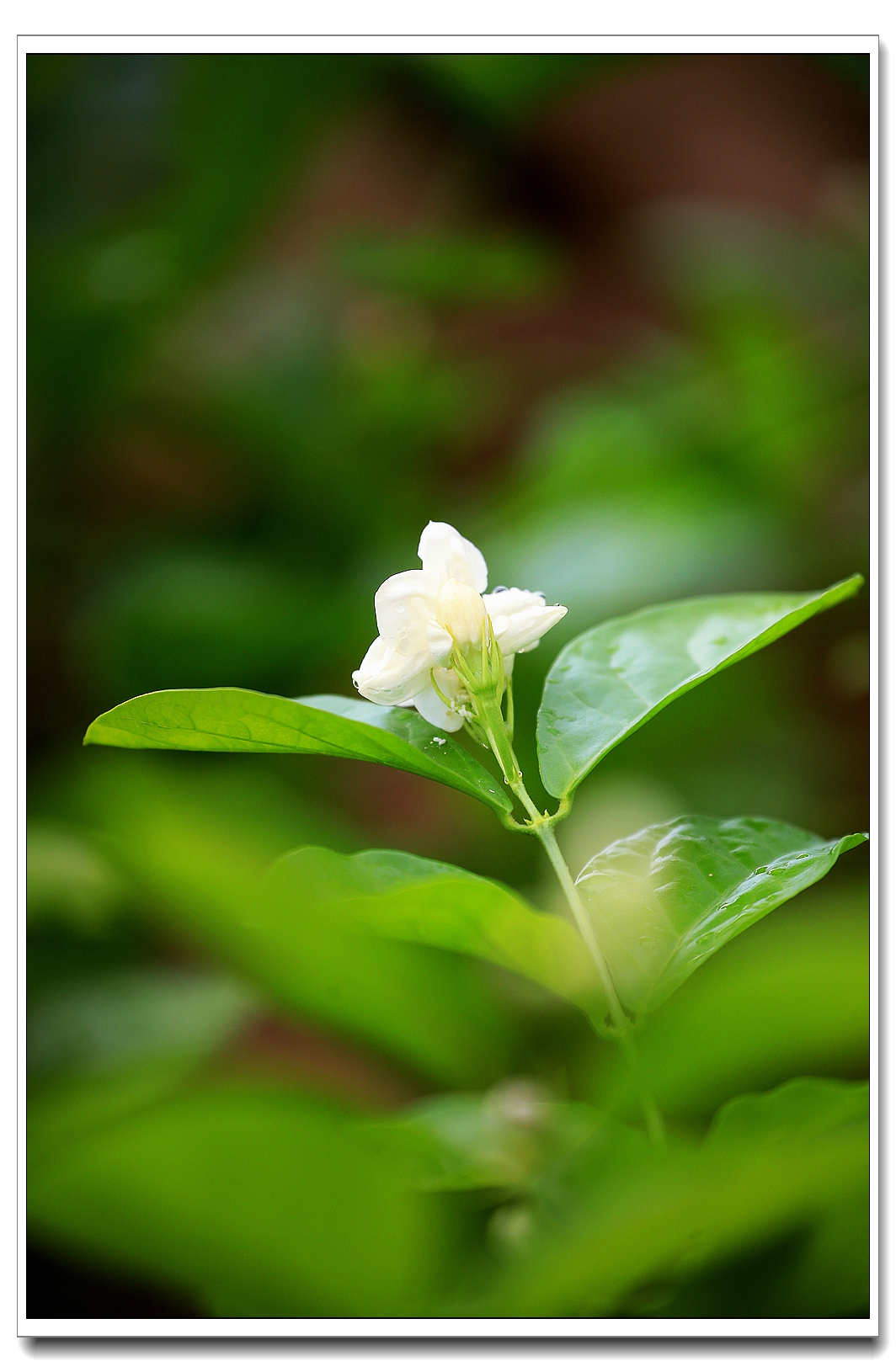 茉莉