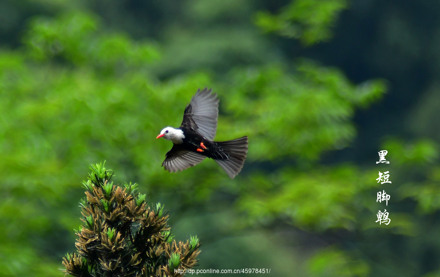 black bulbul)是鹎科短脚鹎属的鸟类,又叫黑鹎,红嘴黒鹎,山白头,白头