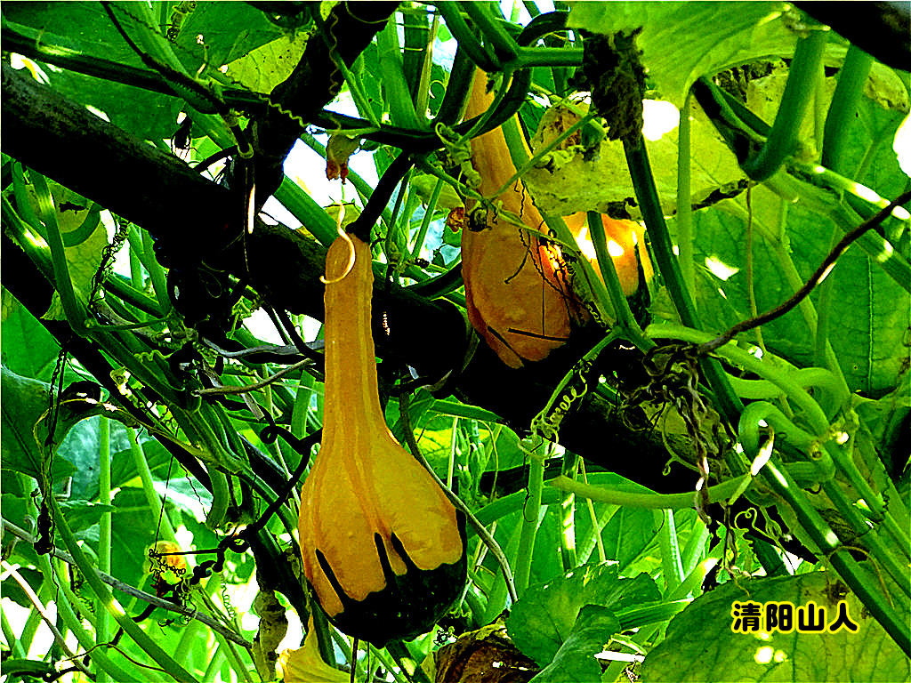 宝清县风景观赏葫芦清阳山人