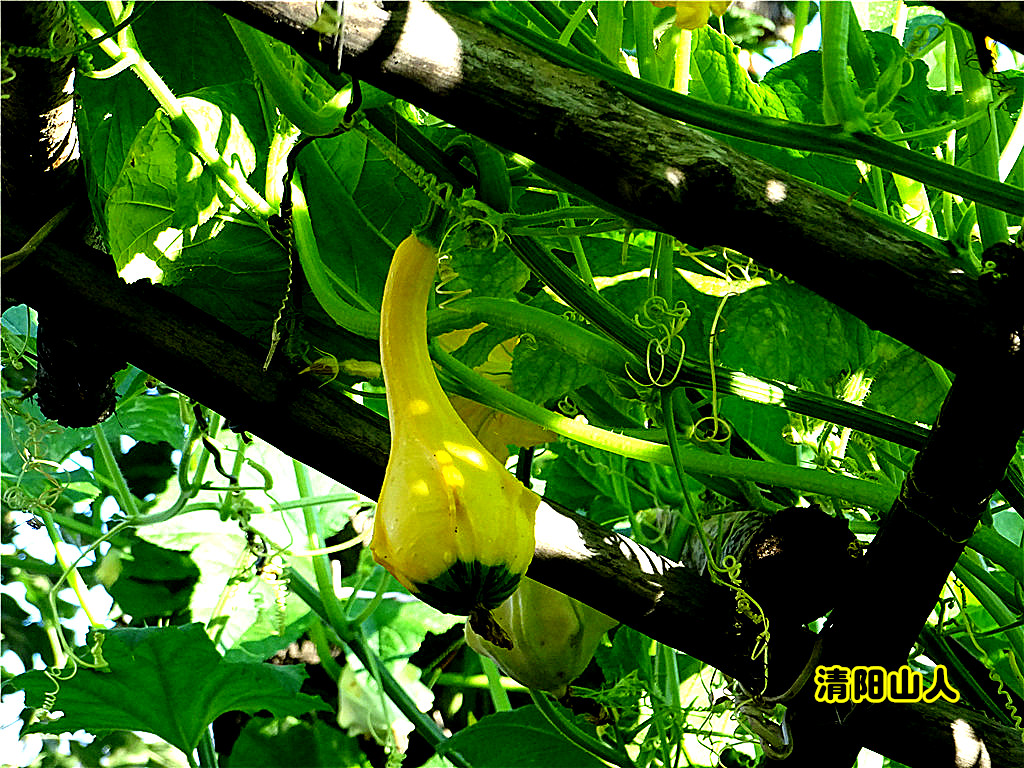 宝清县风景观赏葫芦清阳山人