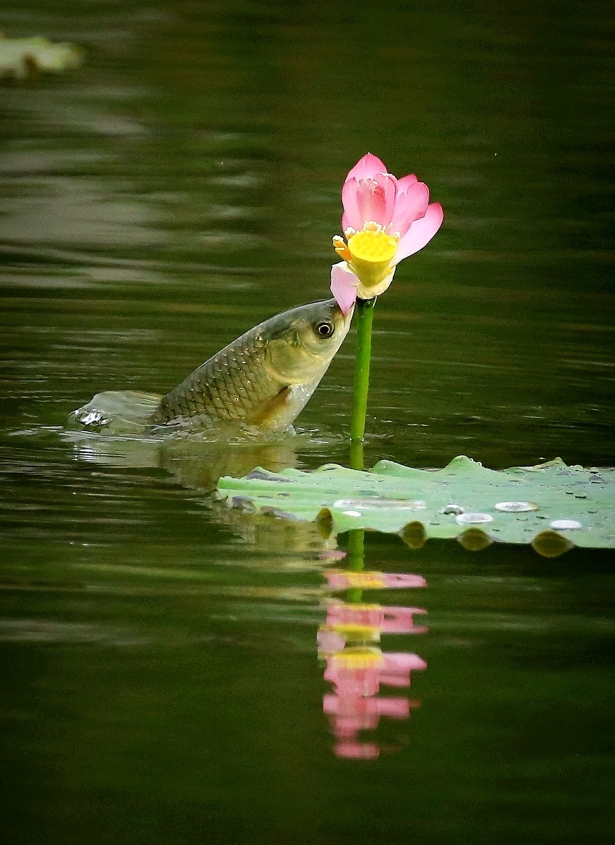 鱼吃荷花的奇观