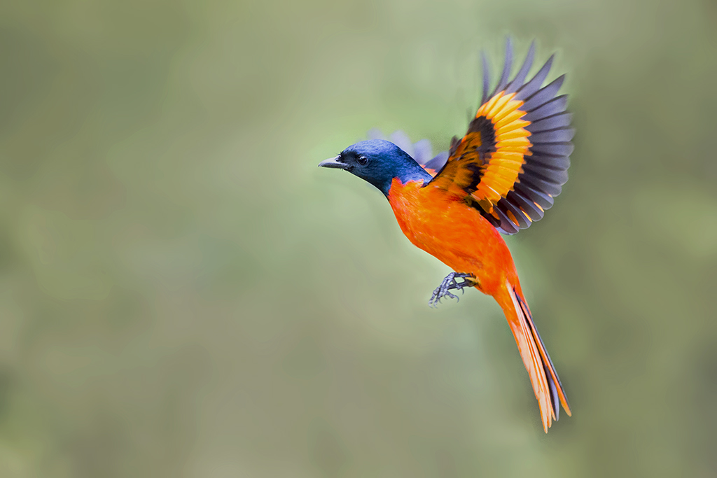 红山椒鸟