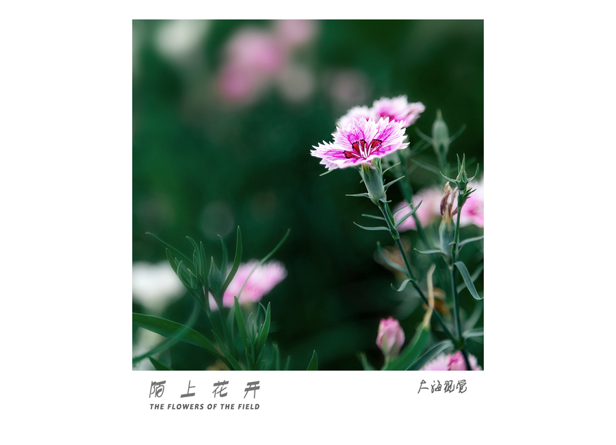 陌上花开