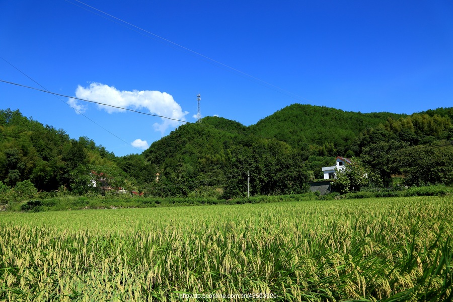 美丽乡村,希望田野