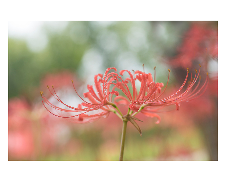 彼岸无花,彼岸有泪