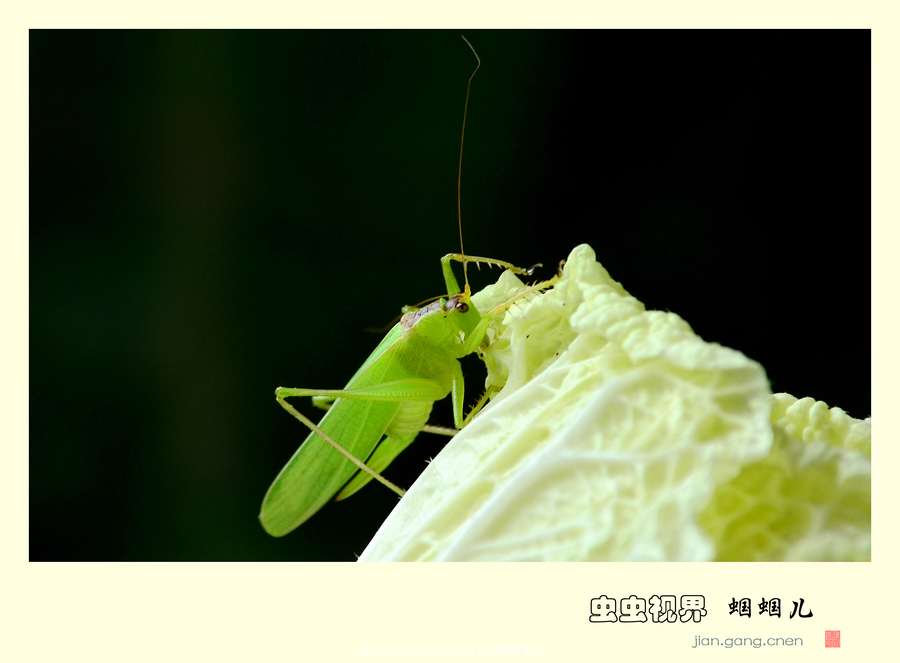 虫虫视界 蝈蝈儿>