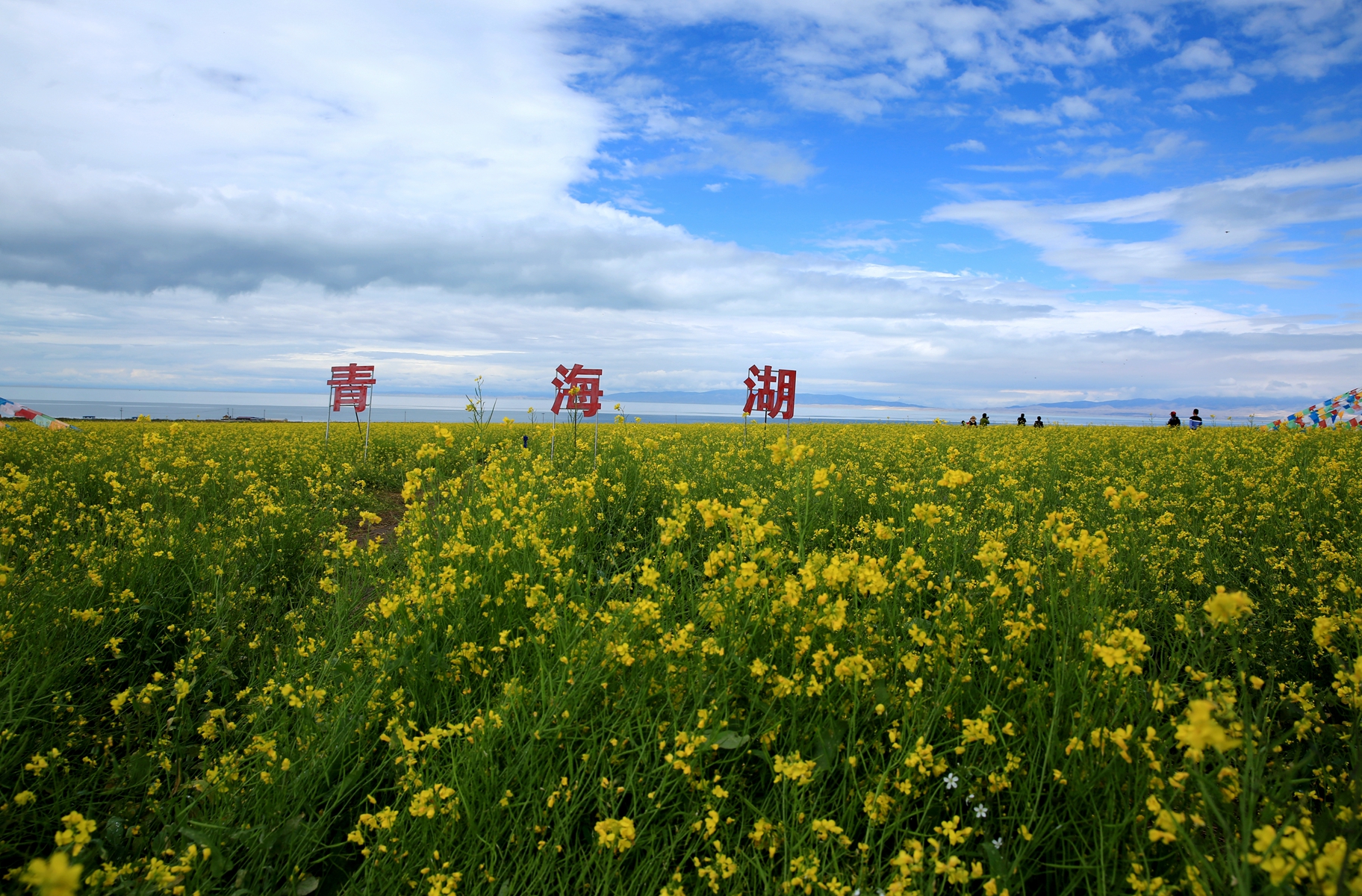 青海湖油菜花