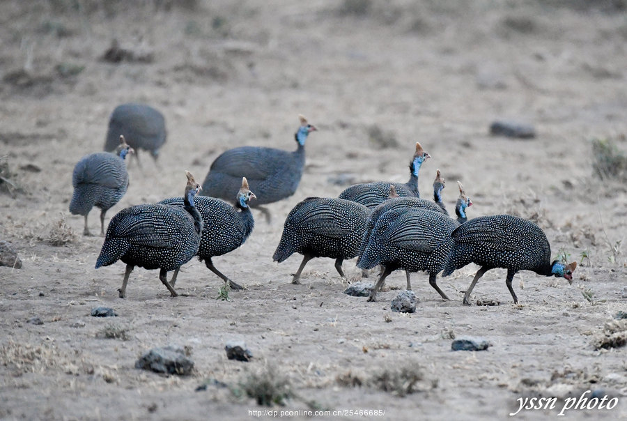 作品简介 珍珠鸡(学名:guinea fowl;英文名:heimeted guineafowl),鸡