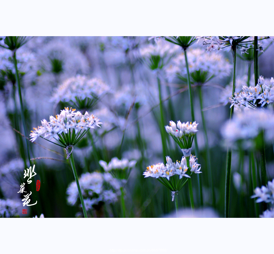 九月韭菜花