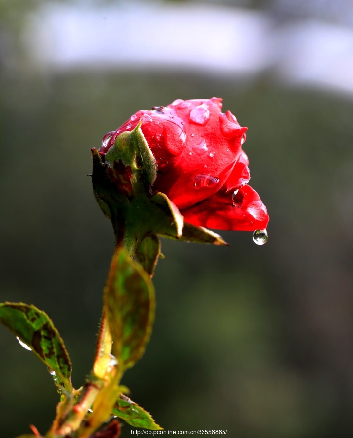 花之泪