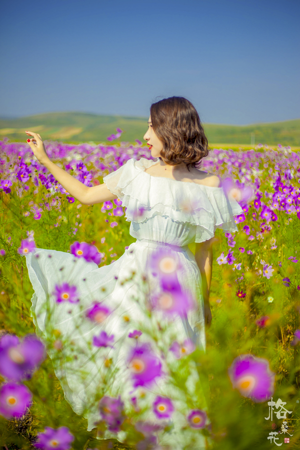 格桑花